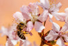 ¿Qué son las castas temporales en las abejas melíferas?