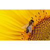 Datos curiosos sobre las abejas de la miel