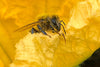 Fotos reveladoras muestran cómo las abejas devoran el néctar perforando las flores