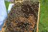 ¿Cuál es el mejor y mayor uso de los panales oscuros de cera de abeja?