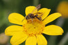 Los apicultores, antaño héroes populares, están siendo atacados