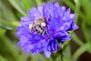 Sonicación: por qué las abejas no pueden polinizar zumbando