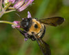 La abeja carpintera oriental: un nativo poco querido