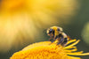 Un estudio revela que la vida de las abejas melíferas es ahora un 50% más corta que hace 50 años