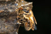 4 costosos errores en la apicultura y cómo evitarlos