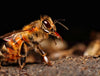 3 formas sencillas de reconocer a una abeja exploradora