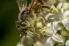 Por qué la vida de las abejas es tan corta