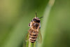 Aprende a amar los nombres científicos de las abejas